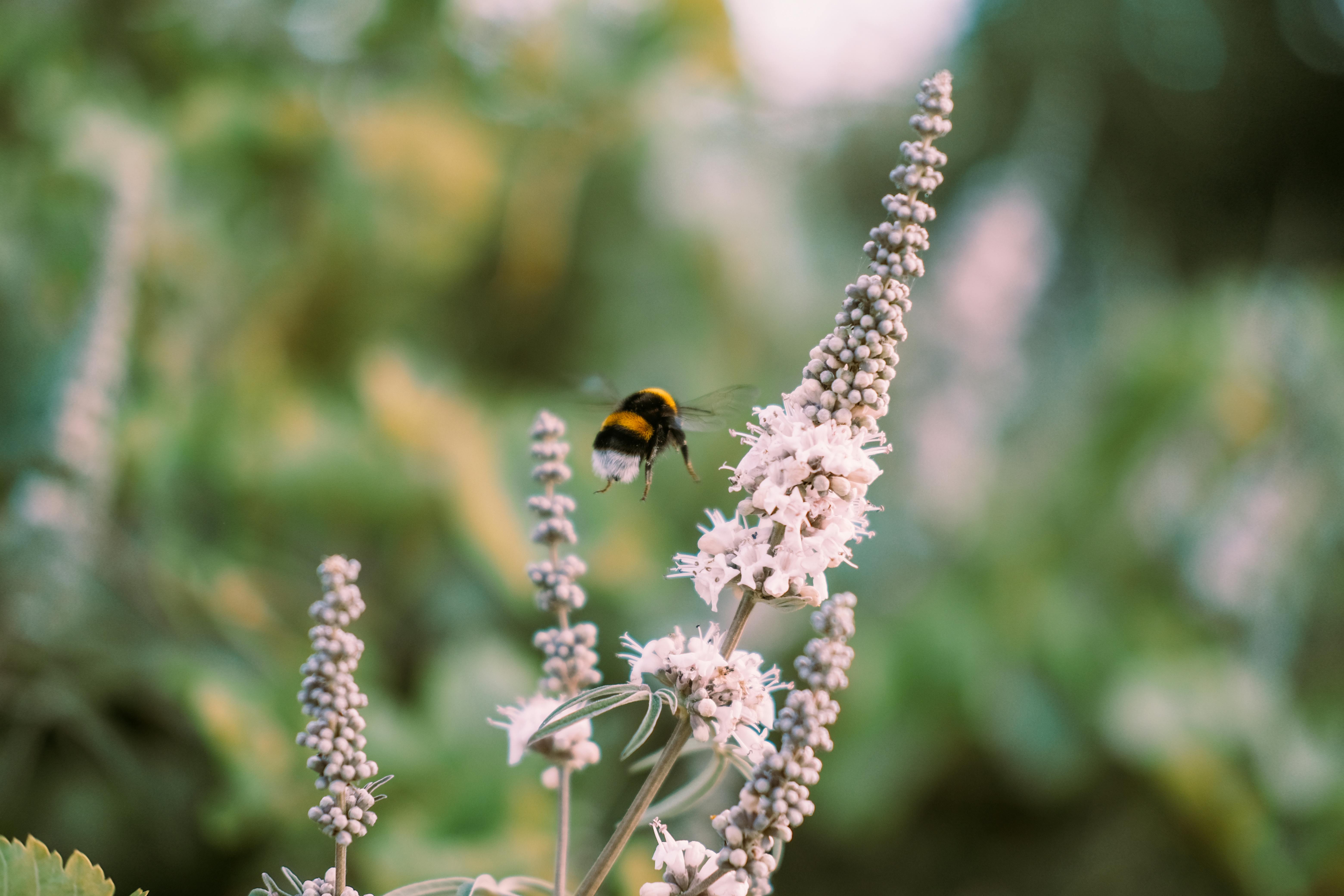 Beekeeper using Smart Bees Monitoring System